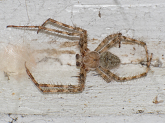 Araneus cavaticus