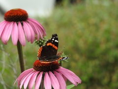 Vanessa atalanta