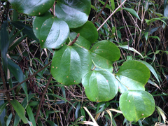 Smilax china