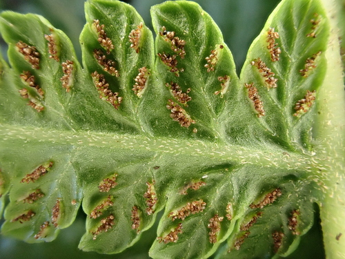 Deparia marginalis observed 2024-11-23