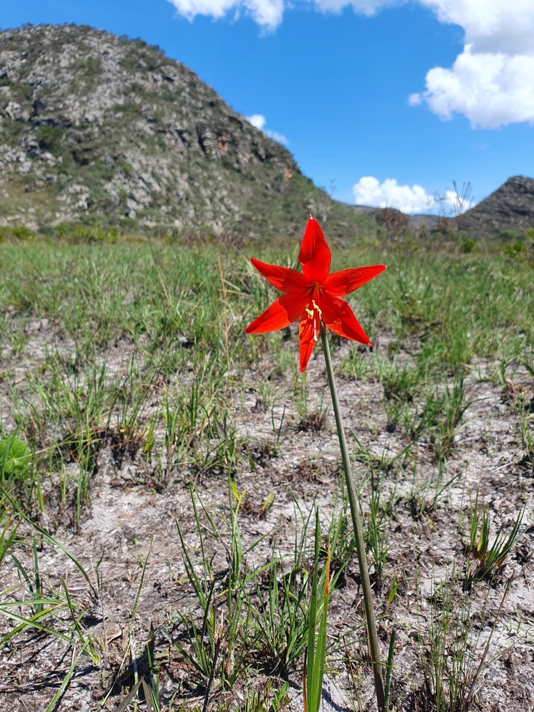 Hippeastrum cipoanum