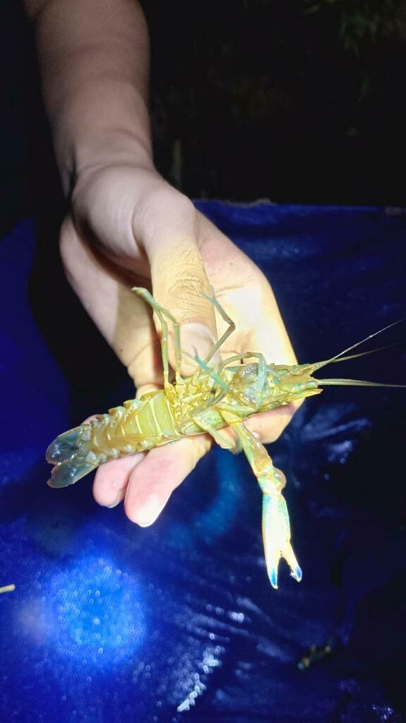 Australian Redclaw (Cherax quadricarinatus)