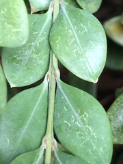 Eurytetranychus buxi