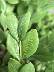 Eurytetranychus buxi