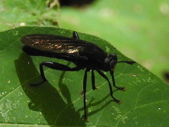Mydas chrysostomus