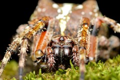 Araneus bicentenarius