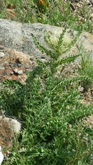 Cirsium scopulorum