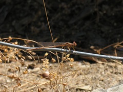 Platycnemis acutipennis