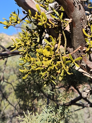 Image of Phoradendron densum by no rights reserved