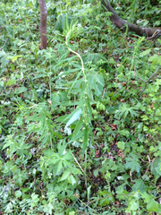 Polygonatum verticillatum