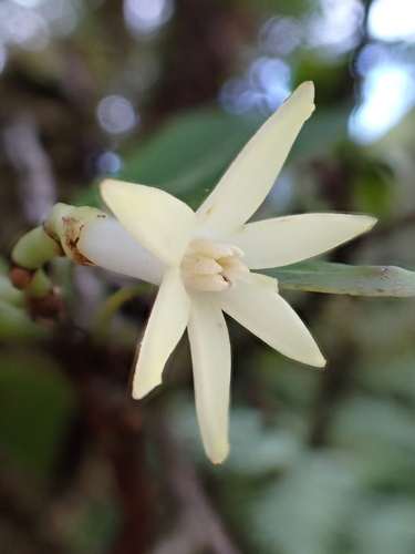 Psychotria hexandra, 2024-11-23
