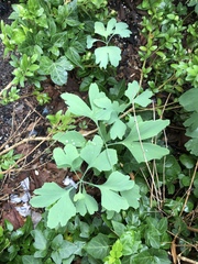 Ginkgo biloba