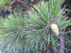 Pinus densiflora