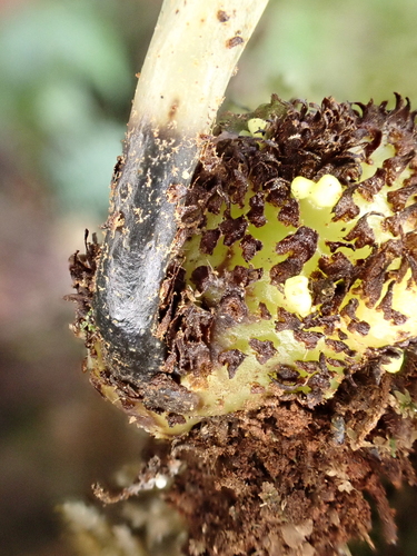 Elaphoglossum crassicaule