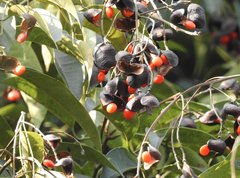 Ormosia semicastrata