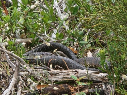 Tiger Snake sighting