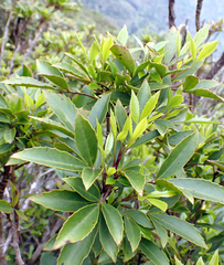 Raukaua simplex (Raukaua simplex)