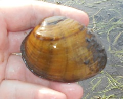 Ellipsaria lineolata