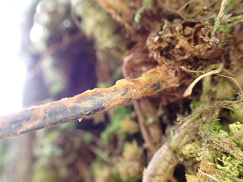 Elaphoglossum crassifolium