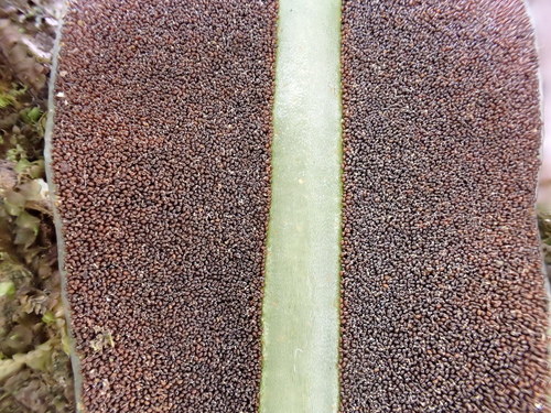 Elaphoglossum crassifolium