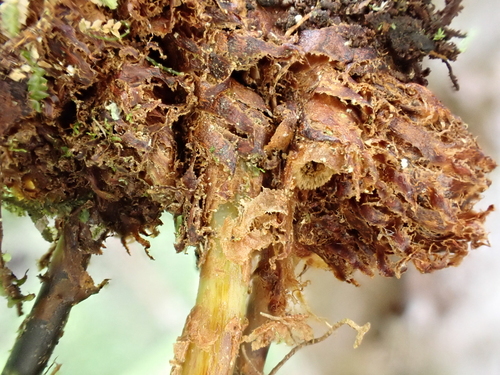 Elaphoglossum crassifolium