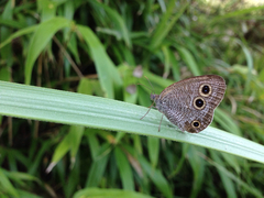 Ypthima motschulskyi