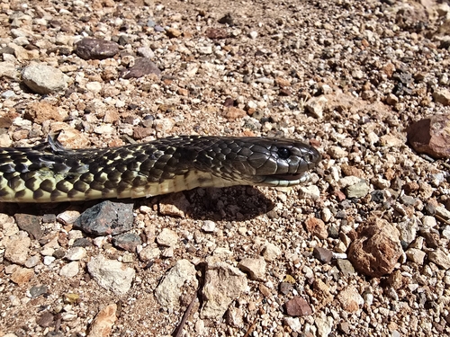 Mulga Snake sighting