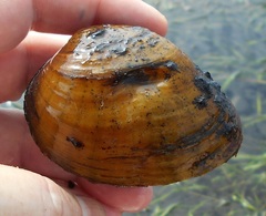 Ellipsaria lineolata