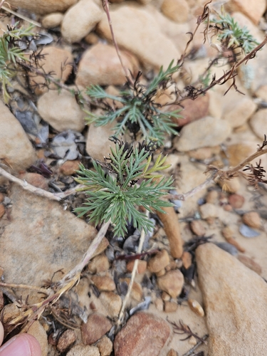 Image of Ipomopsis multiflora by no rights reserved