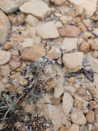 Image of Ipomopsis multiflora by no rights reserved