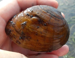 Ellipsaria lineolata