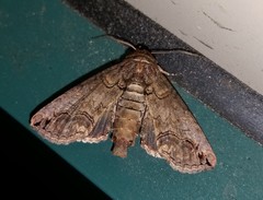 Paectes abrostoloides