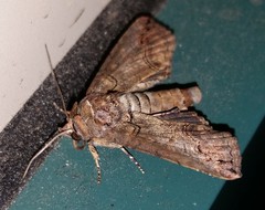 Paectes abrostoloides