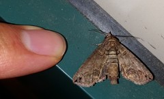 Paectes abrostoloides
