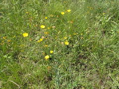 Croptilon hookerianum