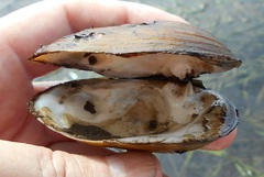 Ellipsaria lineolata