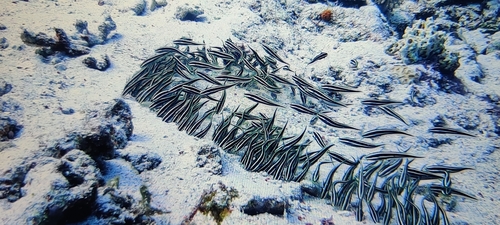 Striped Eel Catfish (Plotosus lineatus)