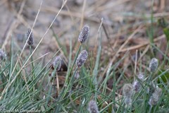 Alopecurus magellanicus