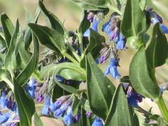 Mertensia lanceolata