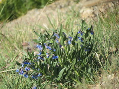 Mertensia lanceolata
