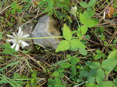 Trifolium latifolium