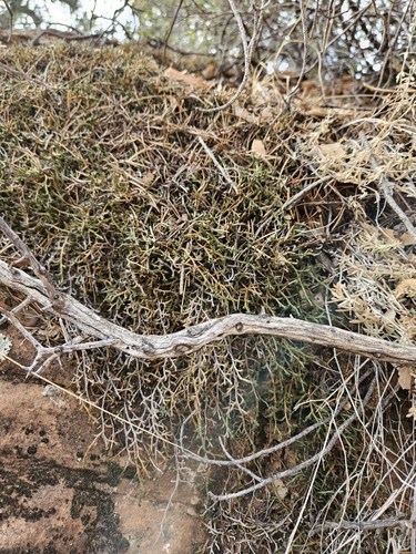 Image of Selaginella underwoodii by no rights reserved