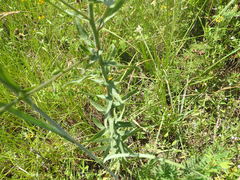 Croptilon hookerianum