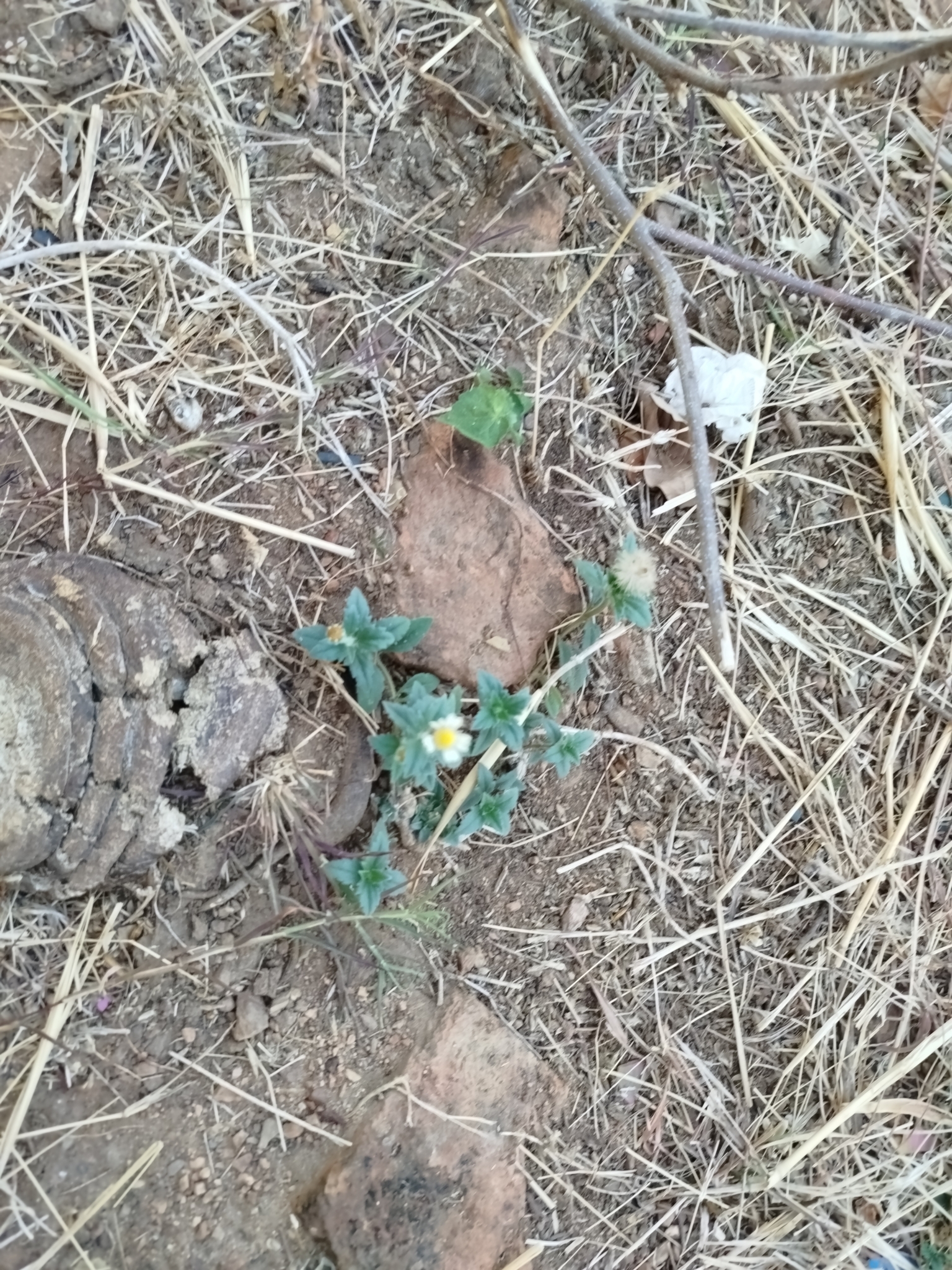 Tridax procumbens