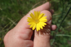 Croptilon hookerianum