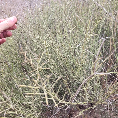 Image of Adolphia californica by (c) Konshau Duman, some rights reserved (CC BY)