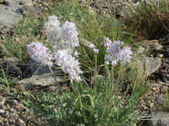 Oxytropis sericea