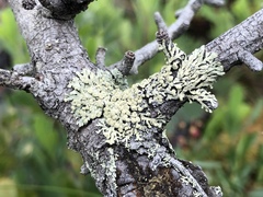 Parmeliopsis capitata