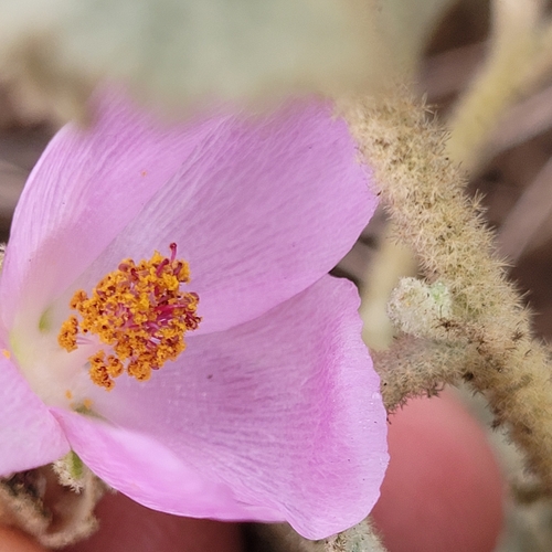 Image of Malacothamnus foliosus by (c) Konshau Duman, some rights reserved (CC BY)