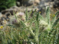 Cirsium scopulorum